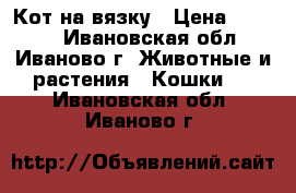 Кот на вязку › Цена ­ 1 000 - Ивановская обл., Иваново г. Животные и растения » Кошки   . Ивановская обл.,Иваново г.